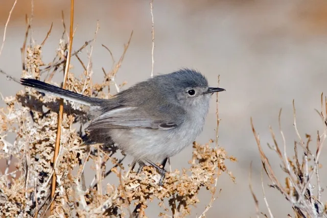 Small gray bird with pale underparts, darker blue gray on the back and blue cap.