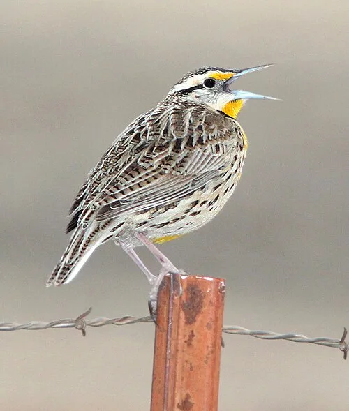 Brown and cream streaked bird with yellow throat and eyebrows.