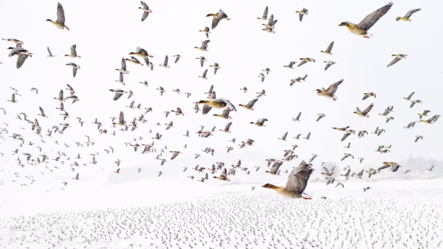 Large flock of geese flying across white sky.