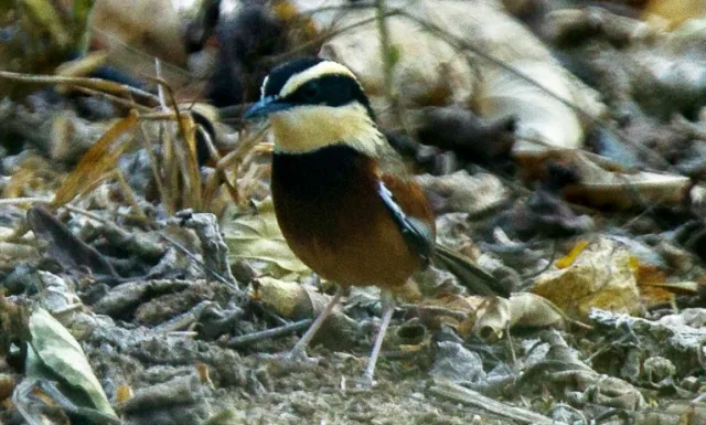 Forest bird with brown and black plumage, yellow head with black stripes along it.