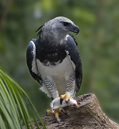 Large gray bird of prey with white belly and plumes on the nape.