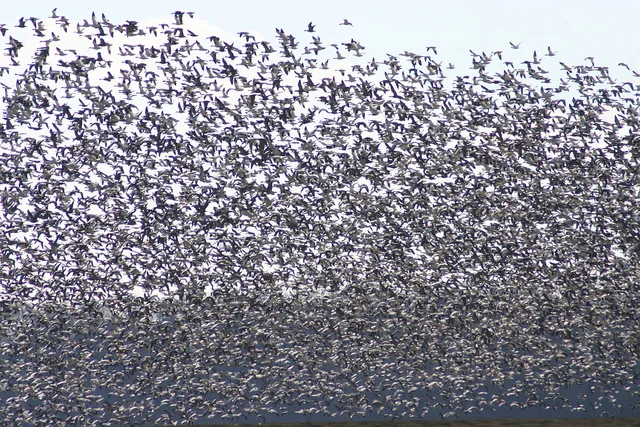 Huge flock of birds.