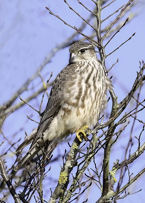 Small gray bird of prey with dark streaks on a pale front.