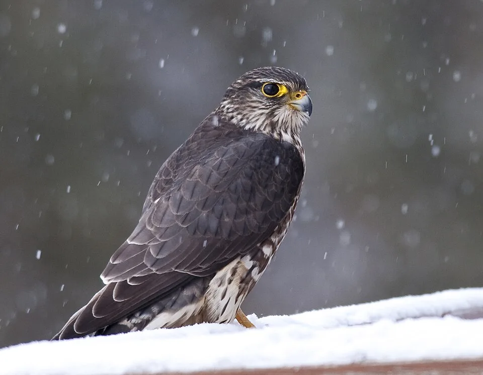 Small gray bird of prey with dark streaks on a pale front.
