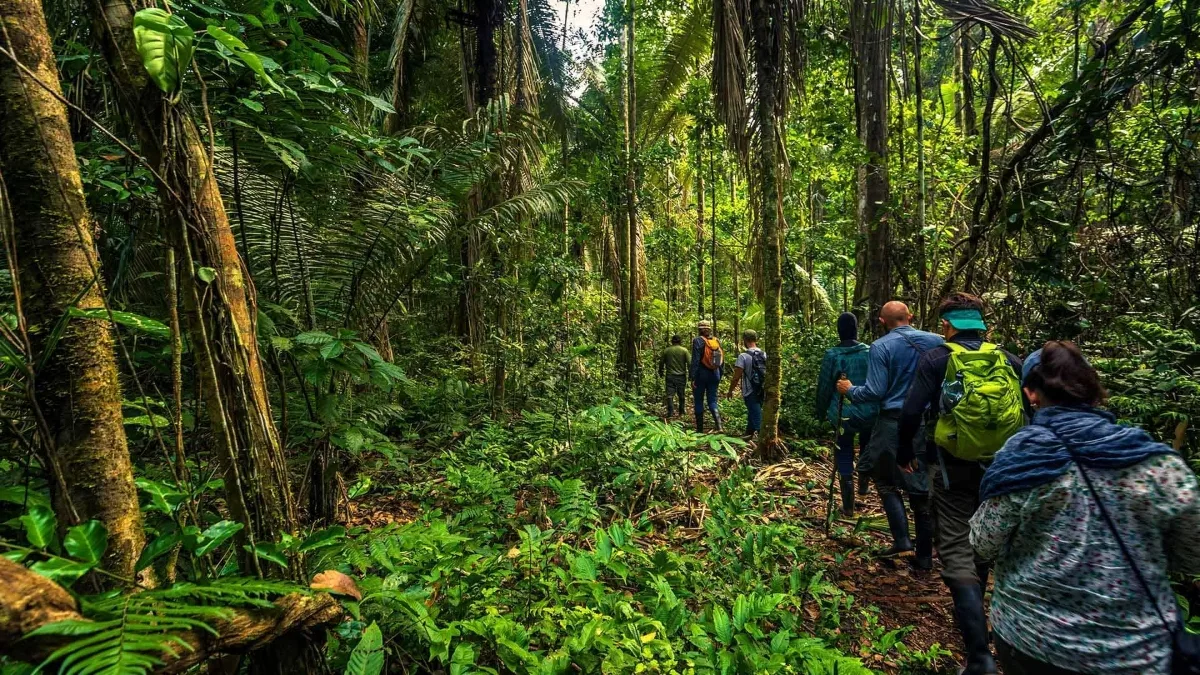 A rainforest scene with a group of trekkers on a trail.