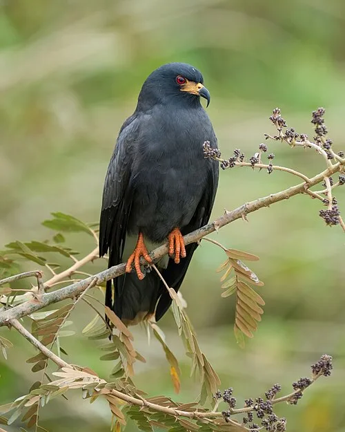 Large black bird if prey with orange feet and black-tipped yellow bill.