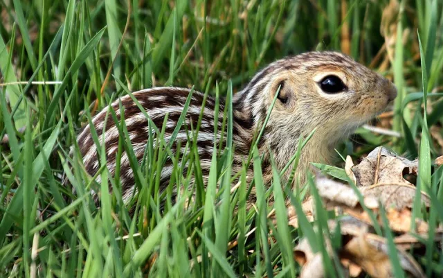 Small squirrel with brown and cream lines running down its back.