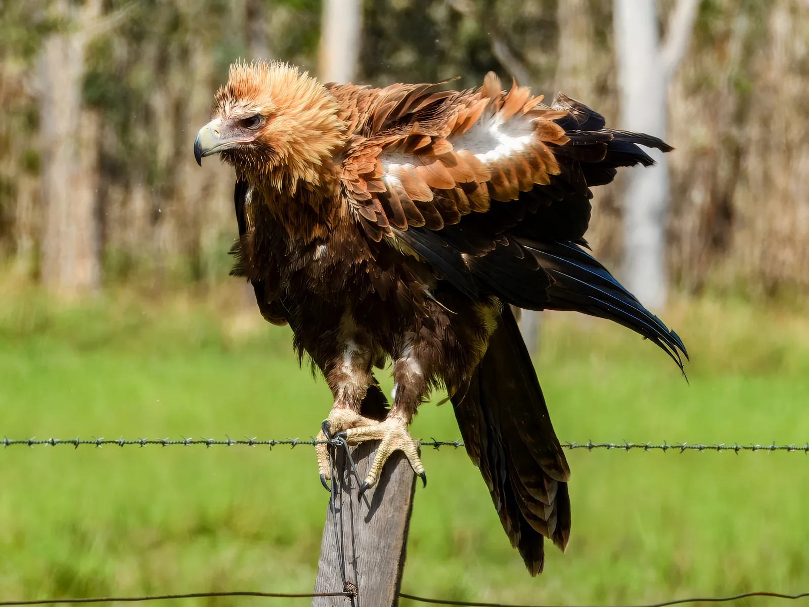 Large brown and black eagle sitting on a post.