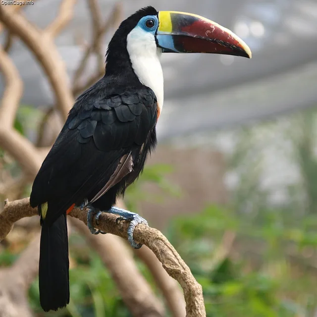 Large black toucan with white throat and huge red bill.