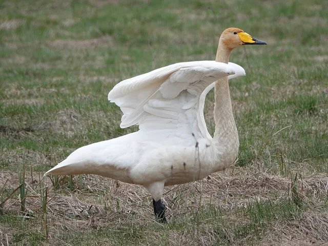 Large white waterbird with yellow bill tipped with black.