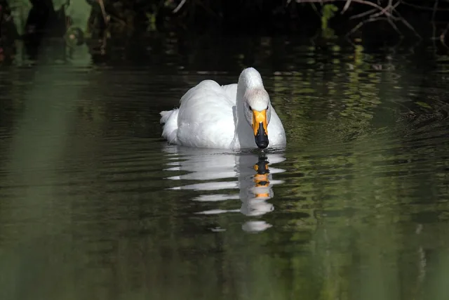 Large white waterbird with yellow bill tipped with black.