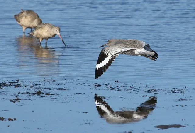 Large but plain brown shorebird with paler front parts.