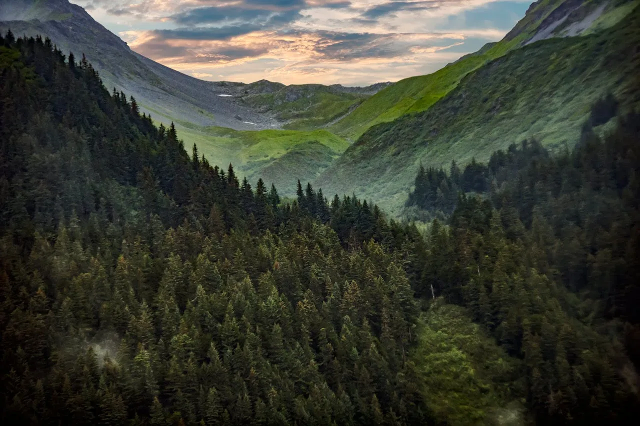Alaska mountain scene with forests in the foreground.