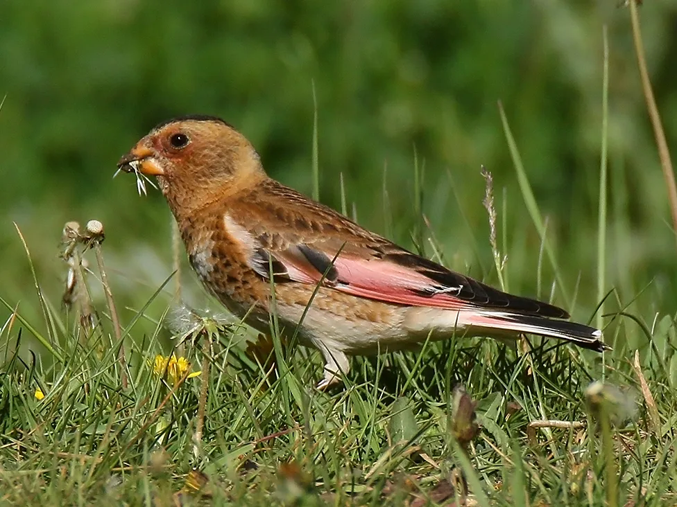 Small brown bird with pink patches on the wings.