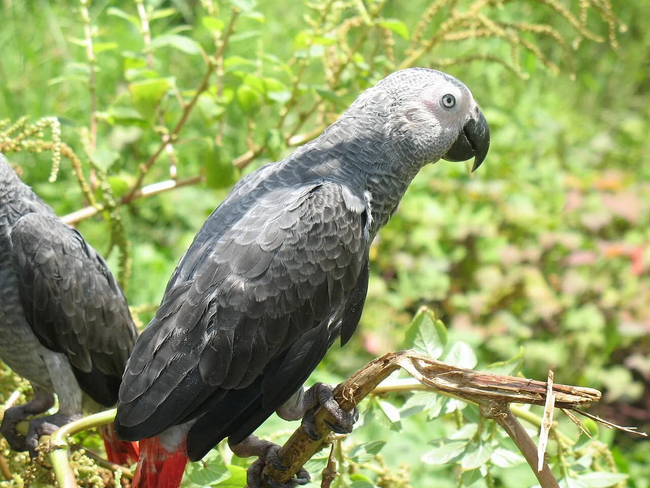 Gray Parrot