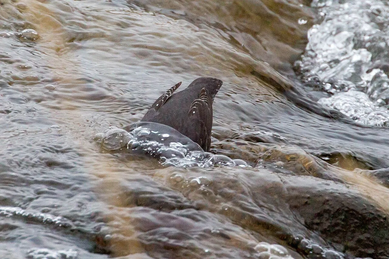 Small dark brown bird ducking into water.