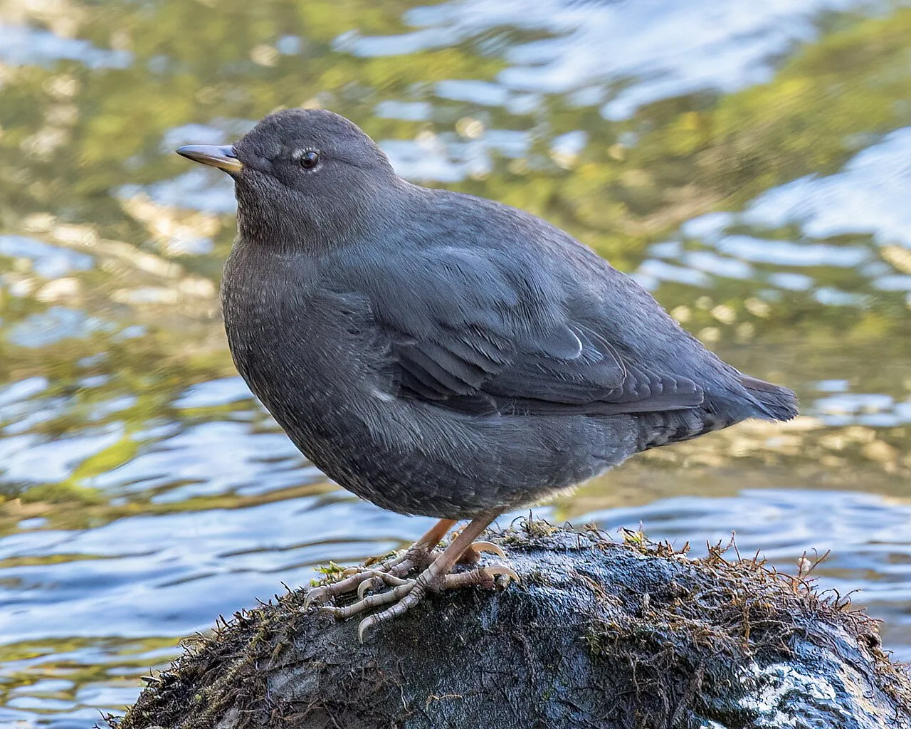 Small dark brown bird standing in water.