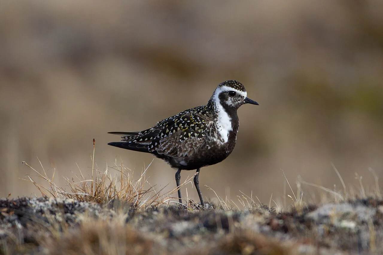 A golden backed stocky bird with white and black neck and head.