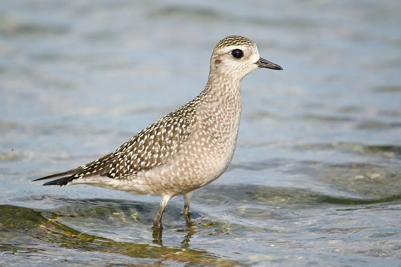 A grey brown stocky bird with golden flecks on the back.