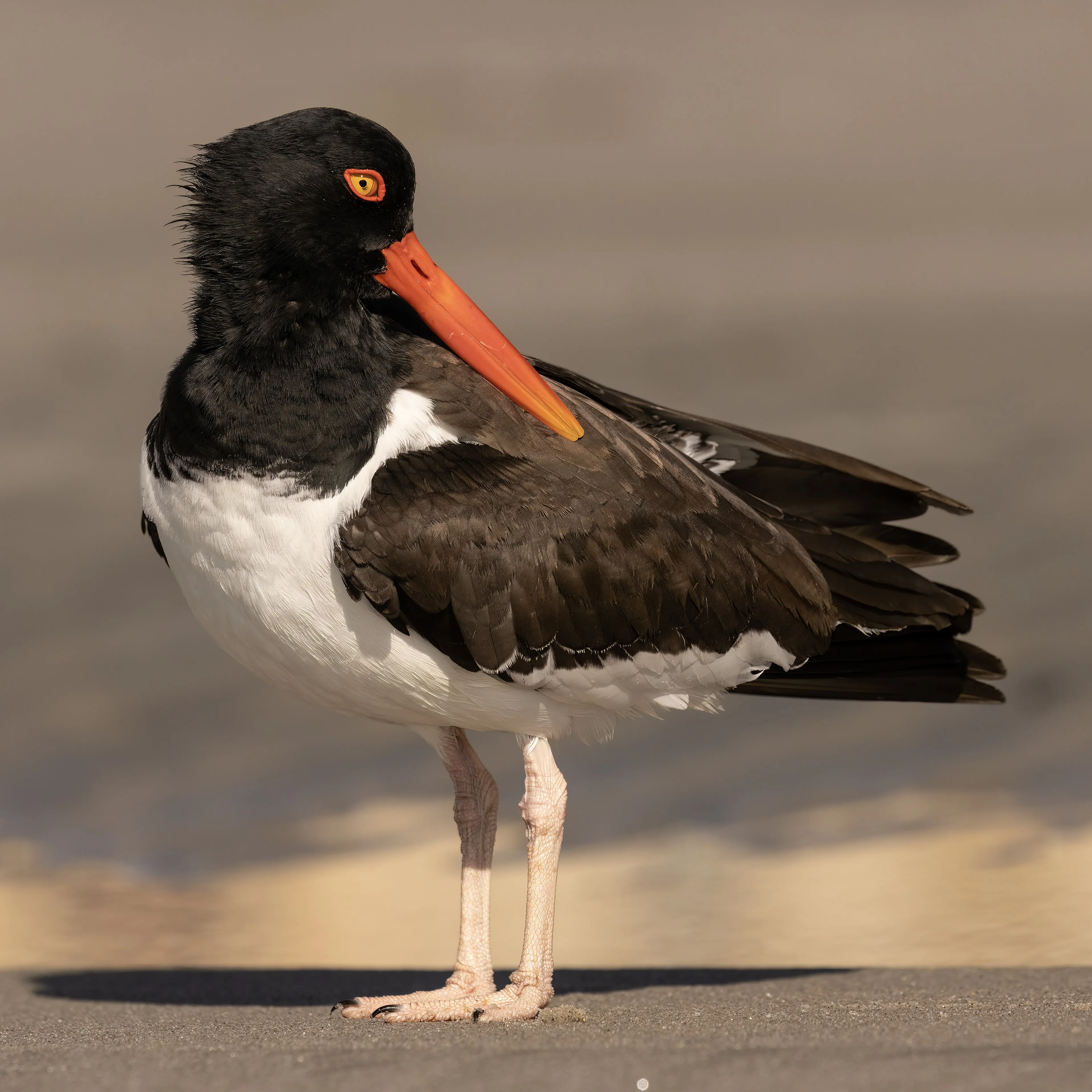 Large black and white bird with bright orange red eye and bill.
