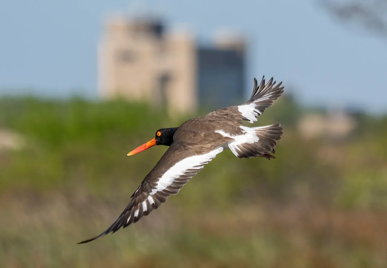 Large black and white bird with bright orange red eye and bill.