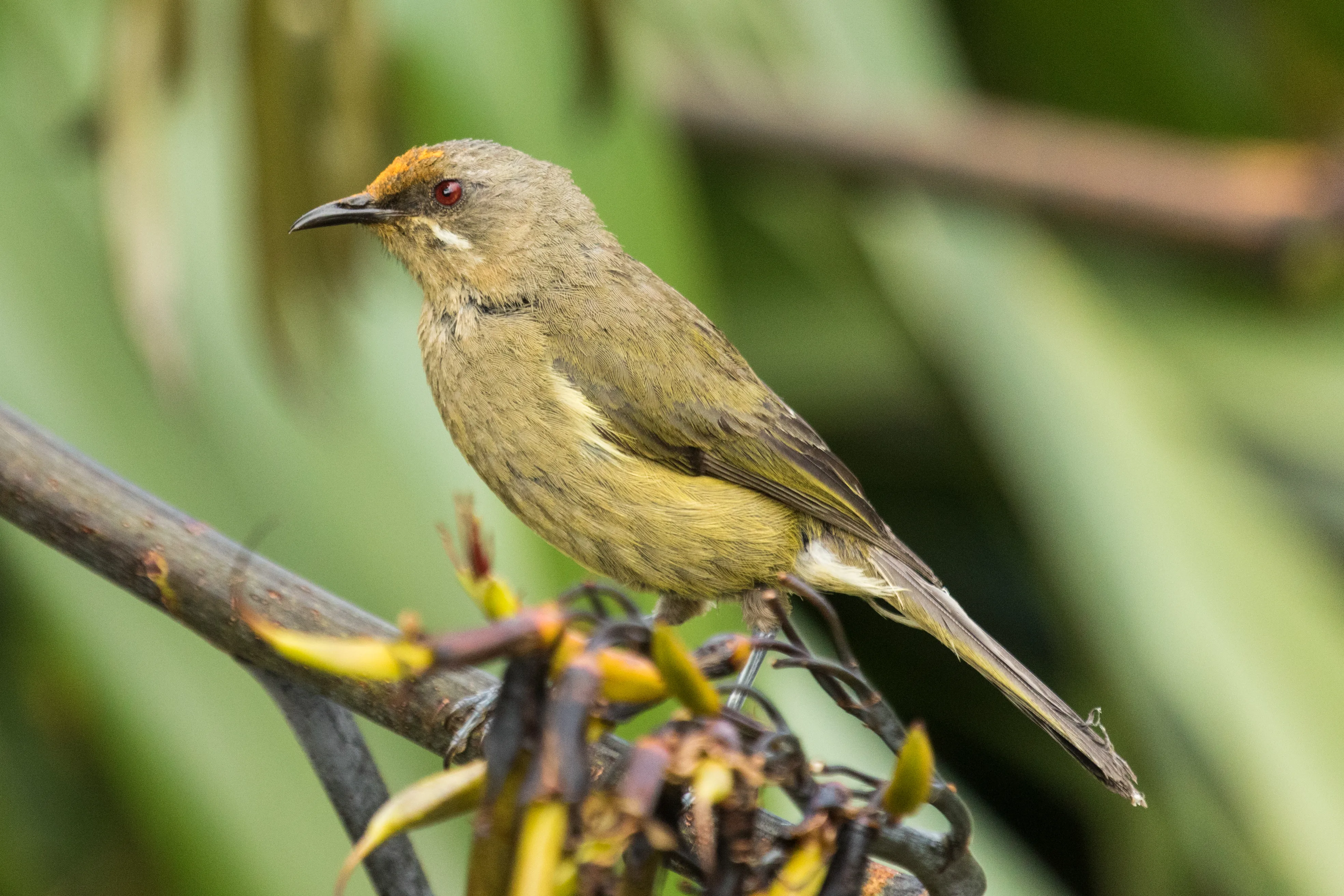 Olive green bird with red pollen patch on the head.