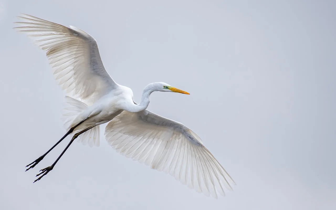 A large white bird in flight.
