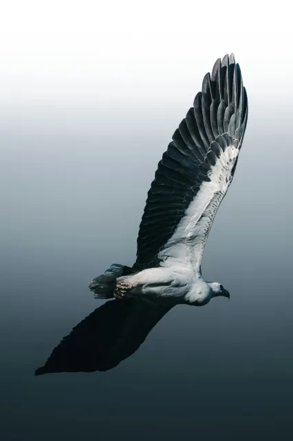 A huge grey and white bird flying away from the camera.