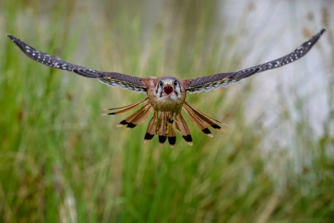 A brown bird of prey flying towards the camera.