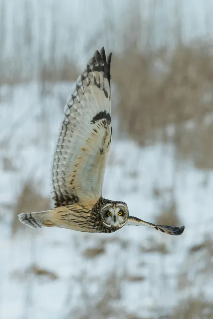 A large brown owl in flight.