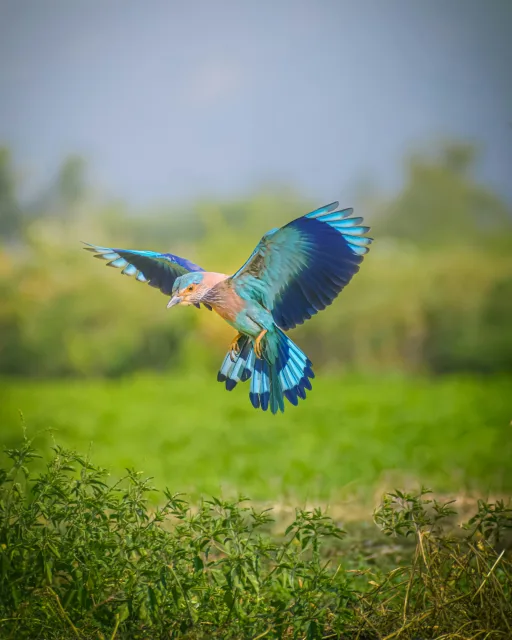 A bright blue bird in flight.