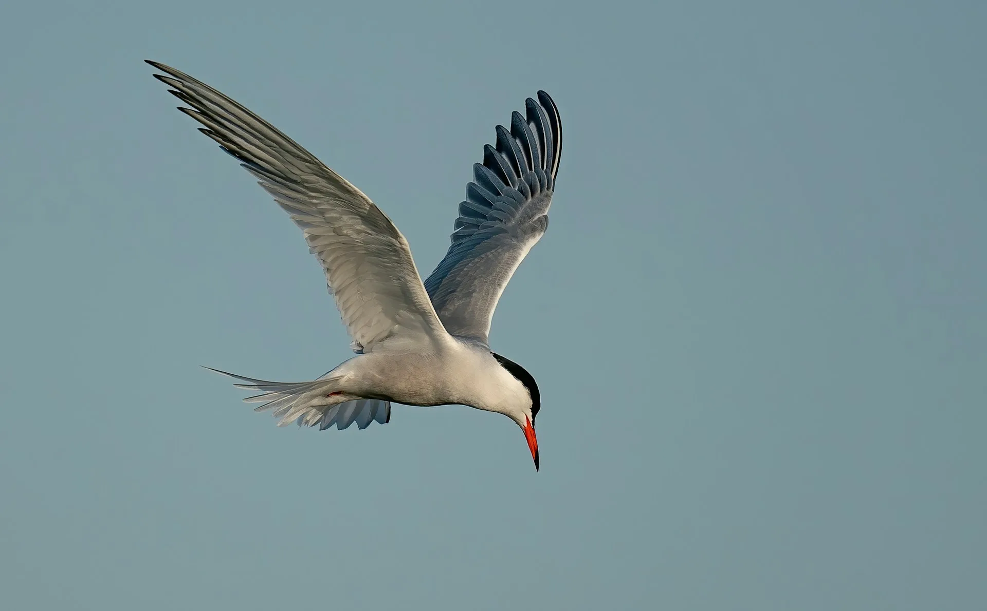 A white bird in flight.