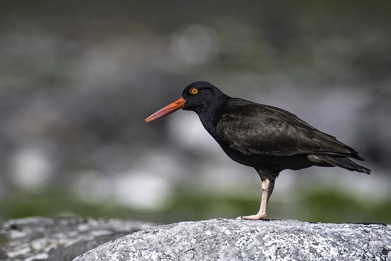 Large black bird with bright red eye and bill.