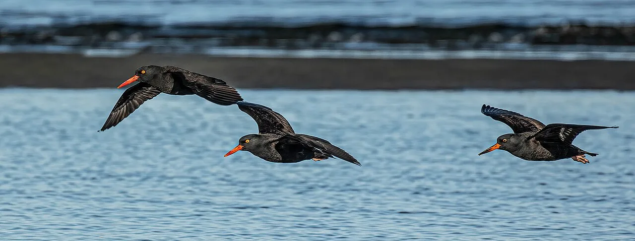 Large black bird with bright red eye and bill.