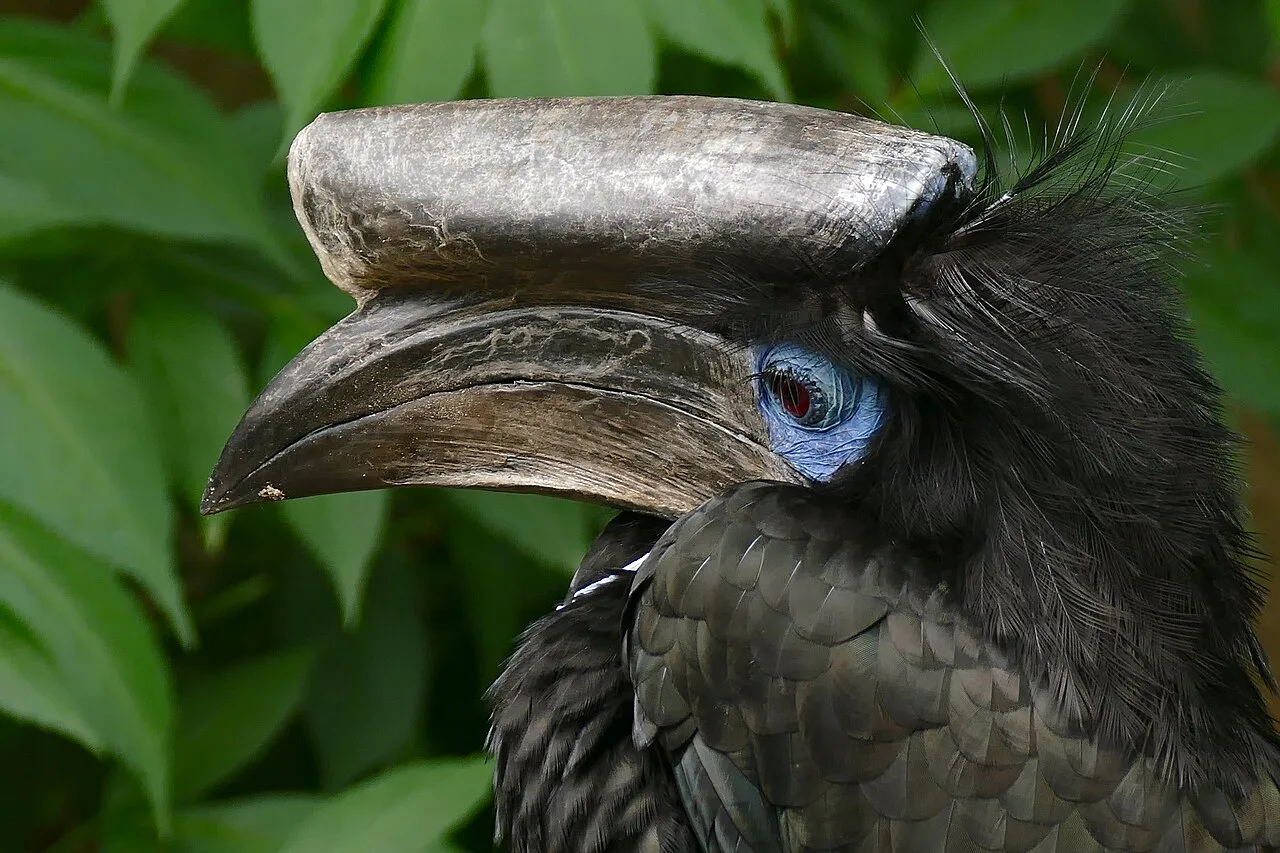 Head shot of black bird with huge bill.