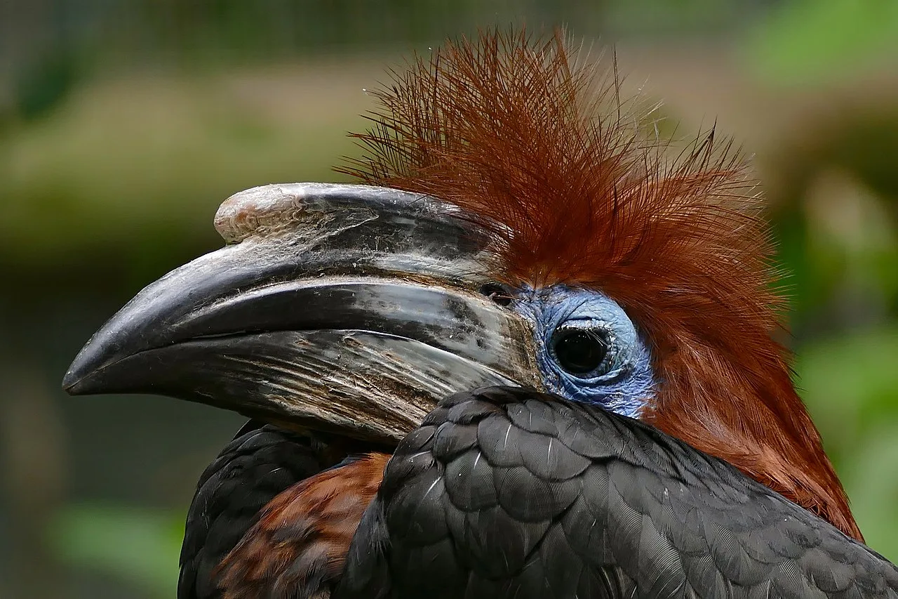Head shot of a dark bird with huge bill and brown crest.