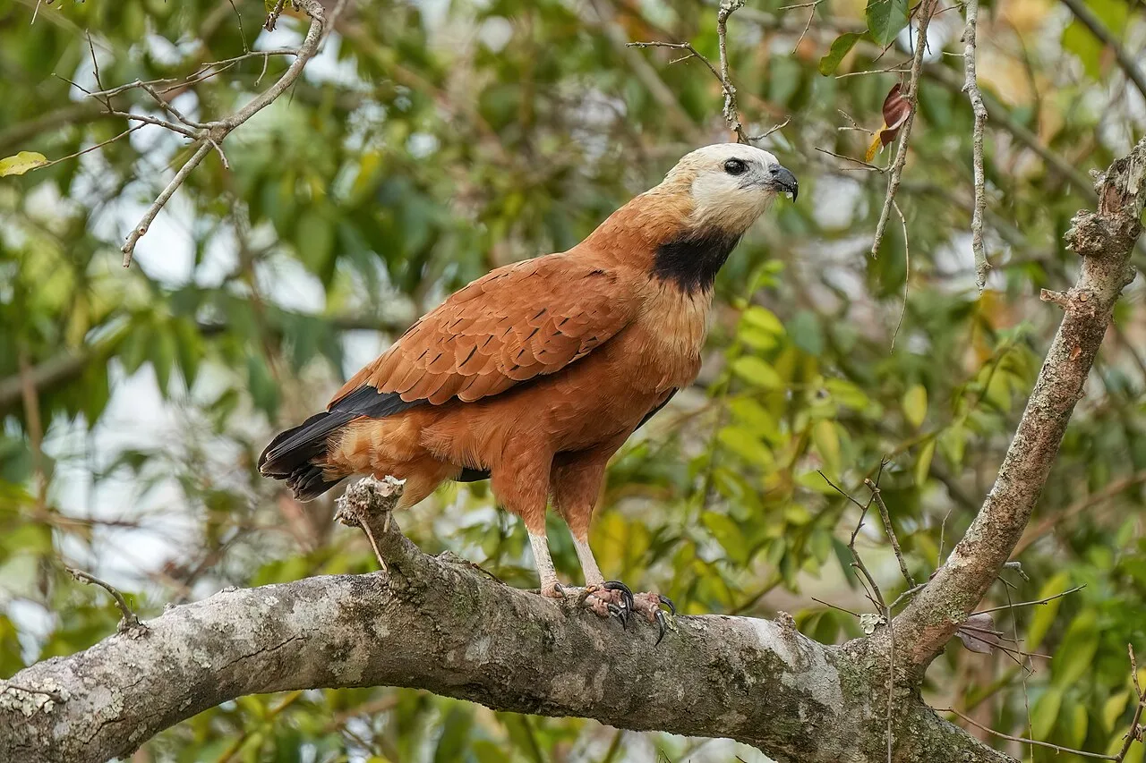 Rich brown bird of prey with pale head and black throat.