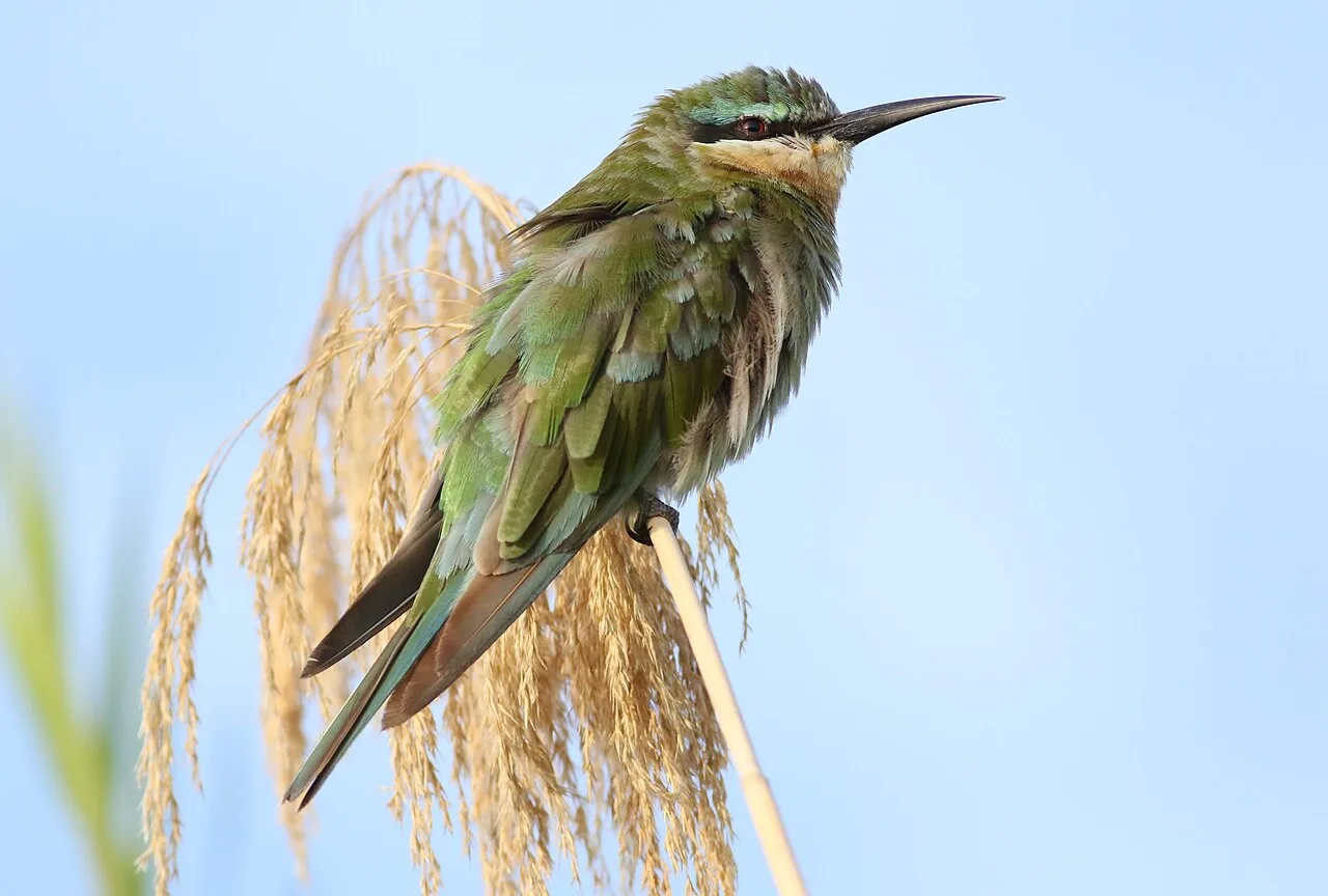Green bird with yellow and blue face.