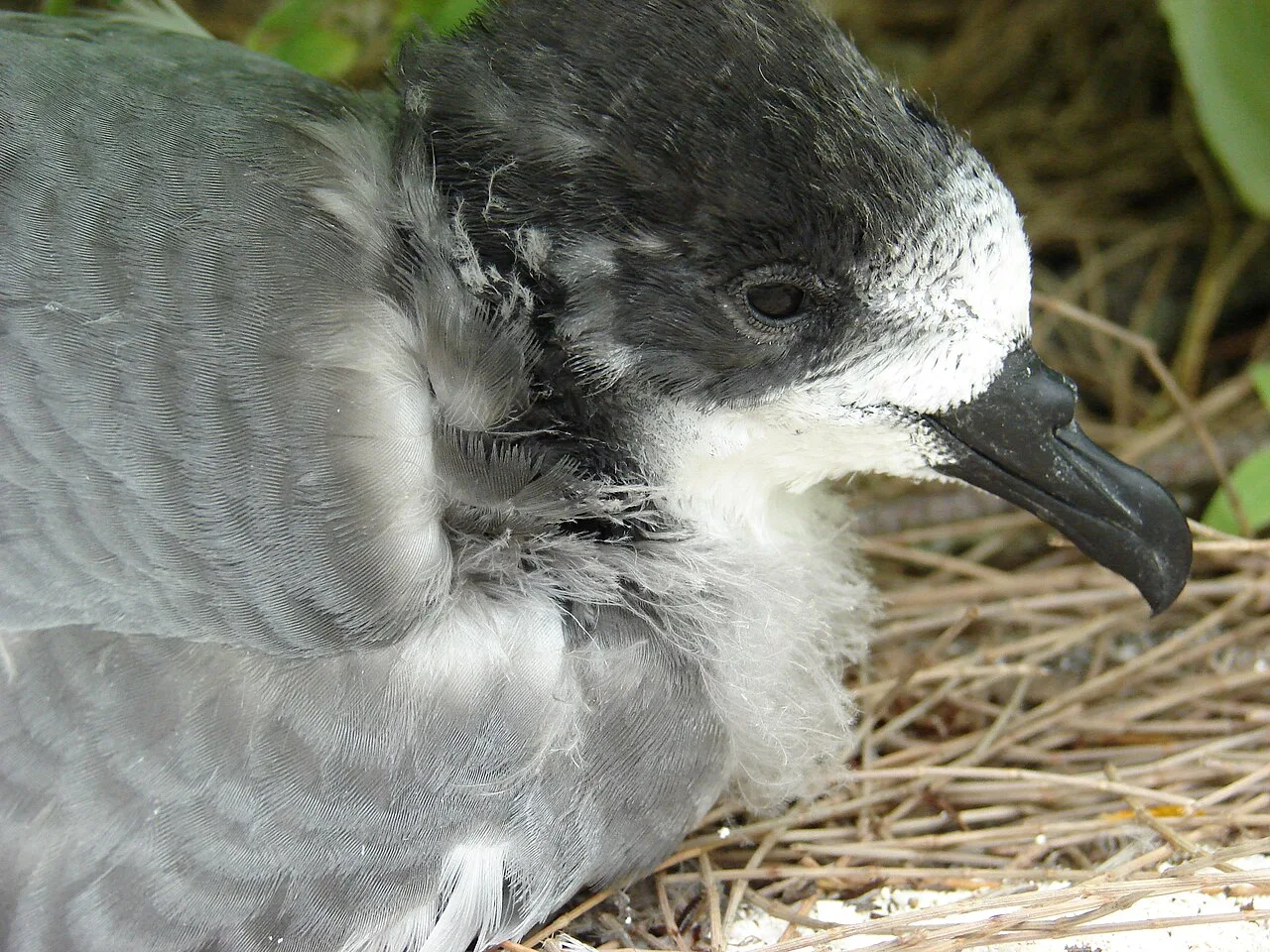A dark gray and white seabird on sand.