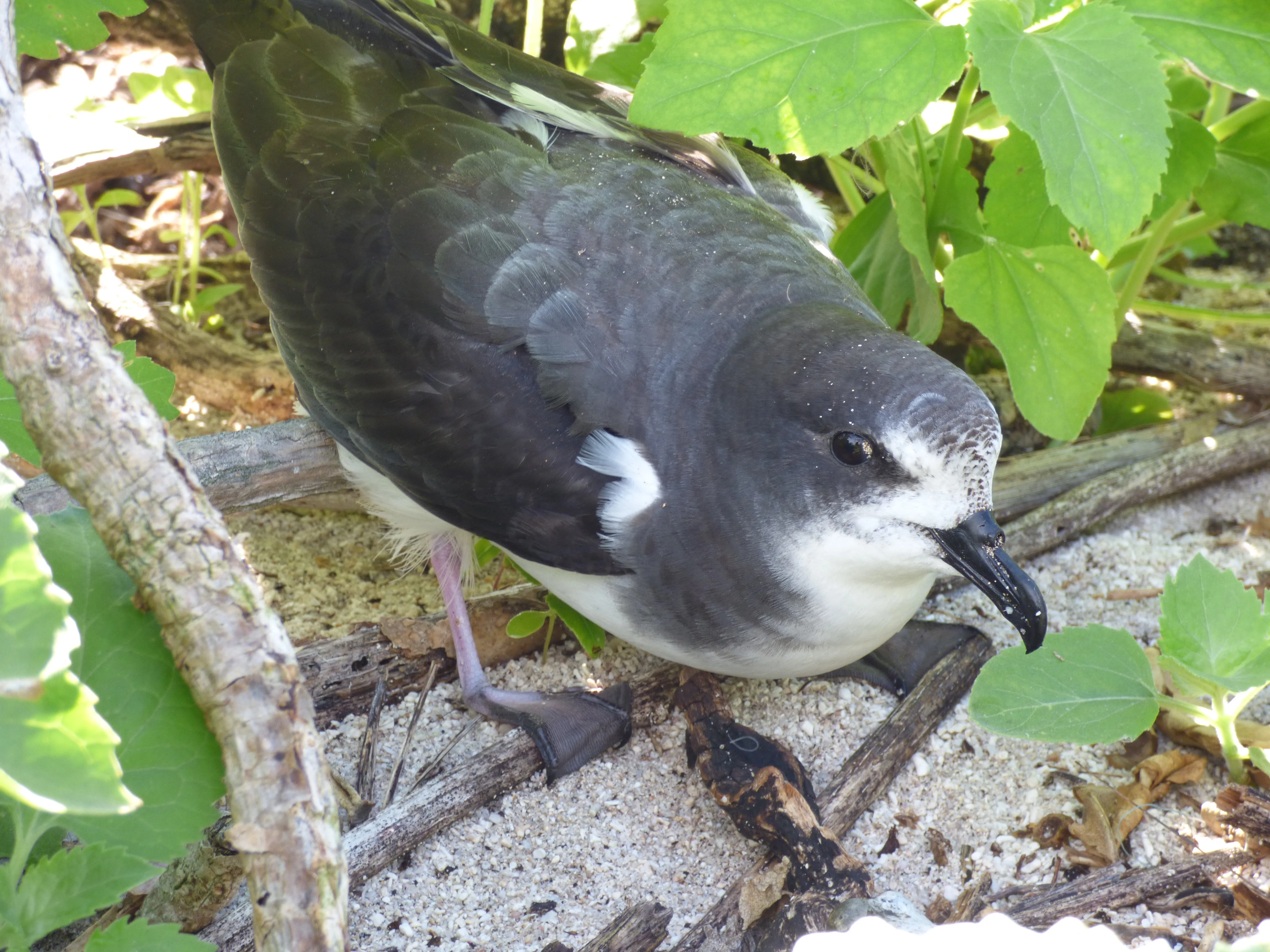 A dark gray and white seabird on sand.