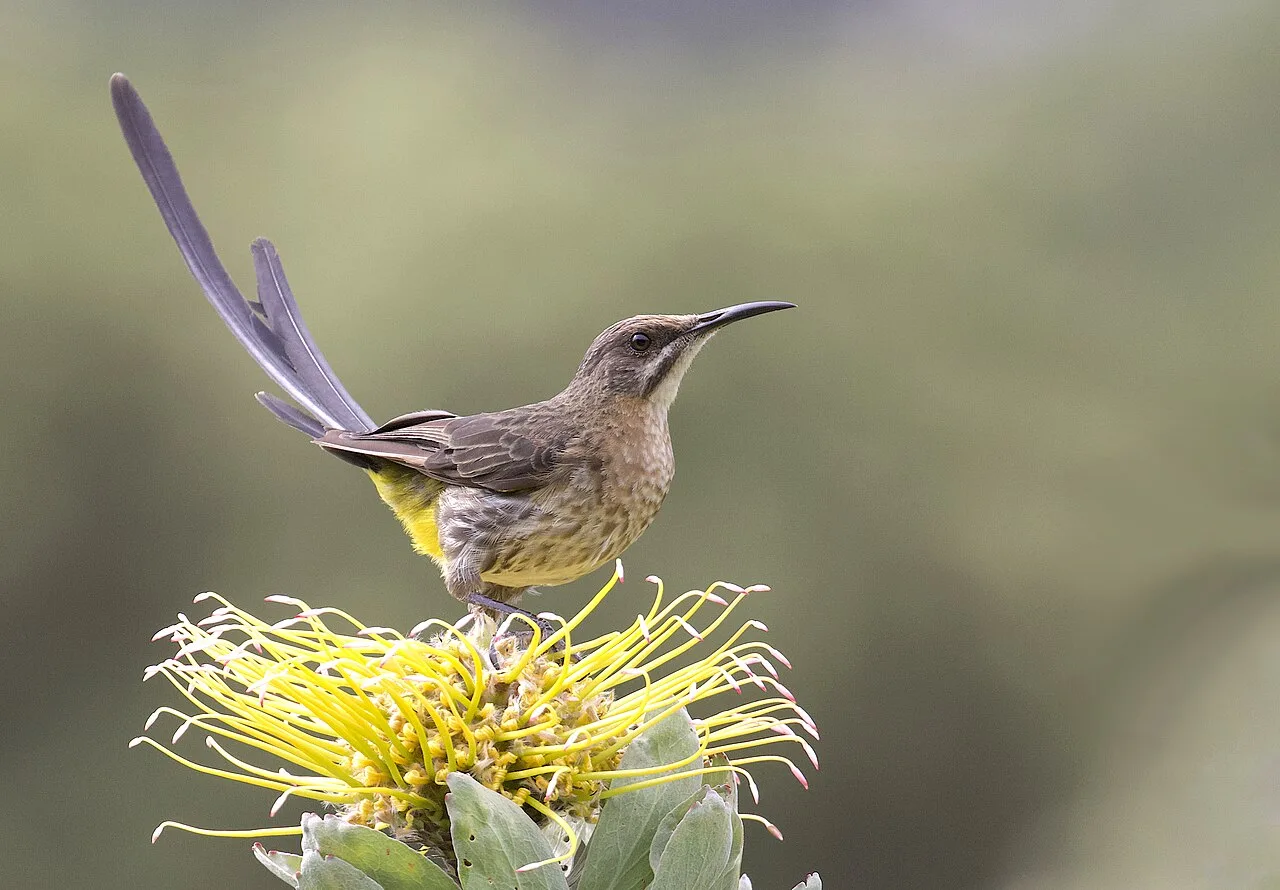 A brown bird with a very long tail.