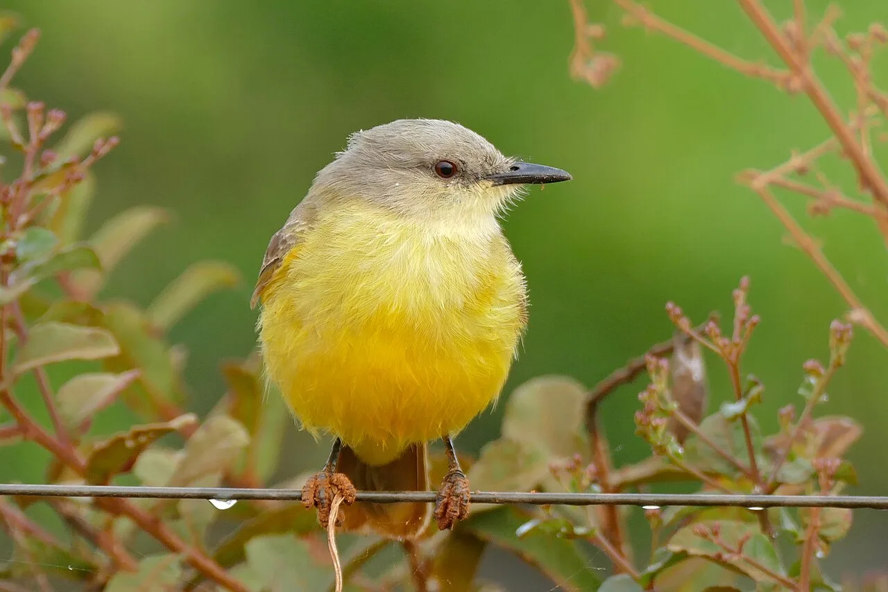 A bright yellow breasted bird with a brown back.