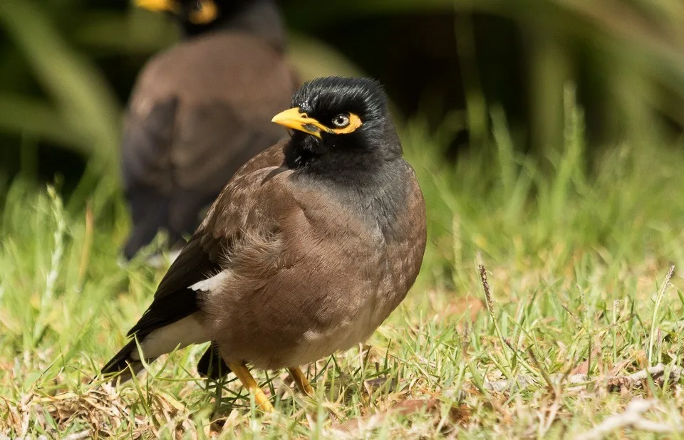 A brown bird with black head and bright yellow eye and bill.