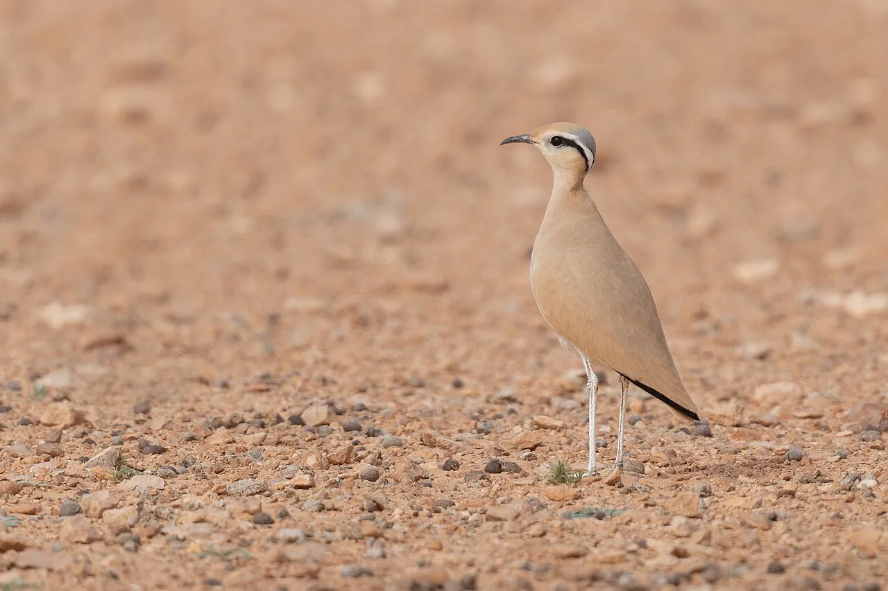 Pale brown bird on the ground with a black eye stripe.
