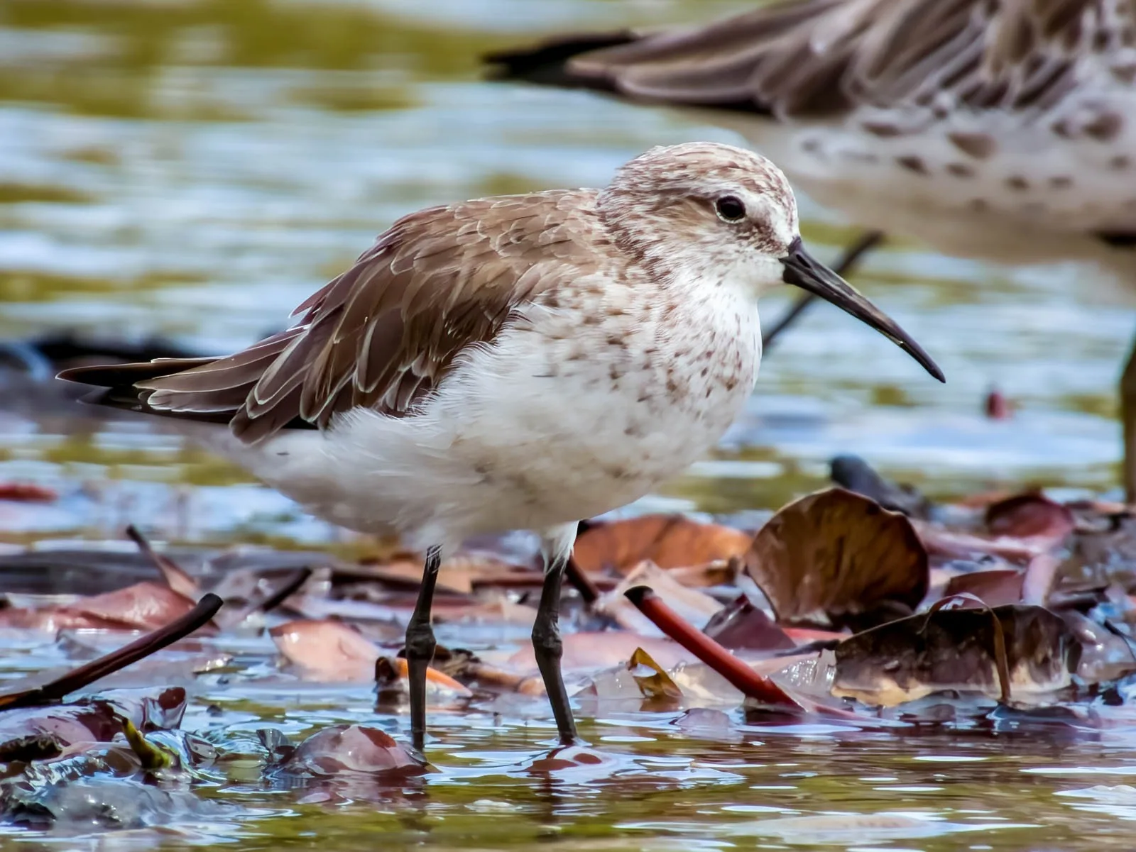 Grey backed small bird with paler front and decurved bill.