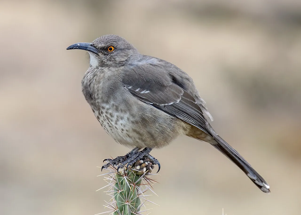 Medium sized brown bird with bright orange eye and curved bill.