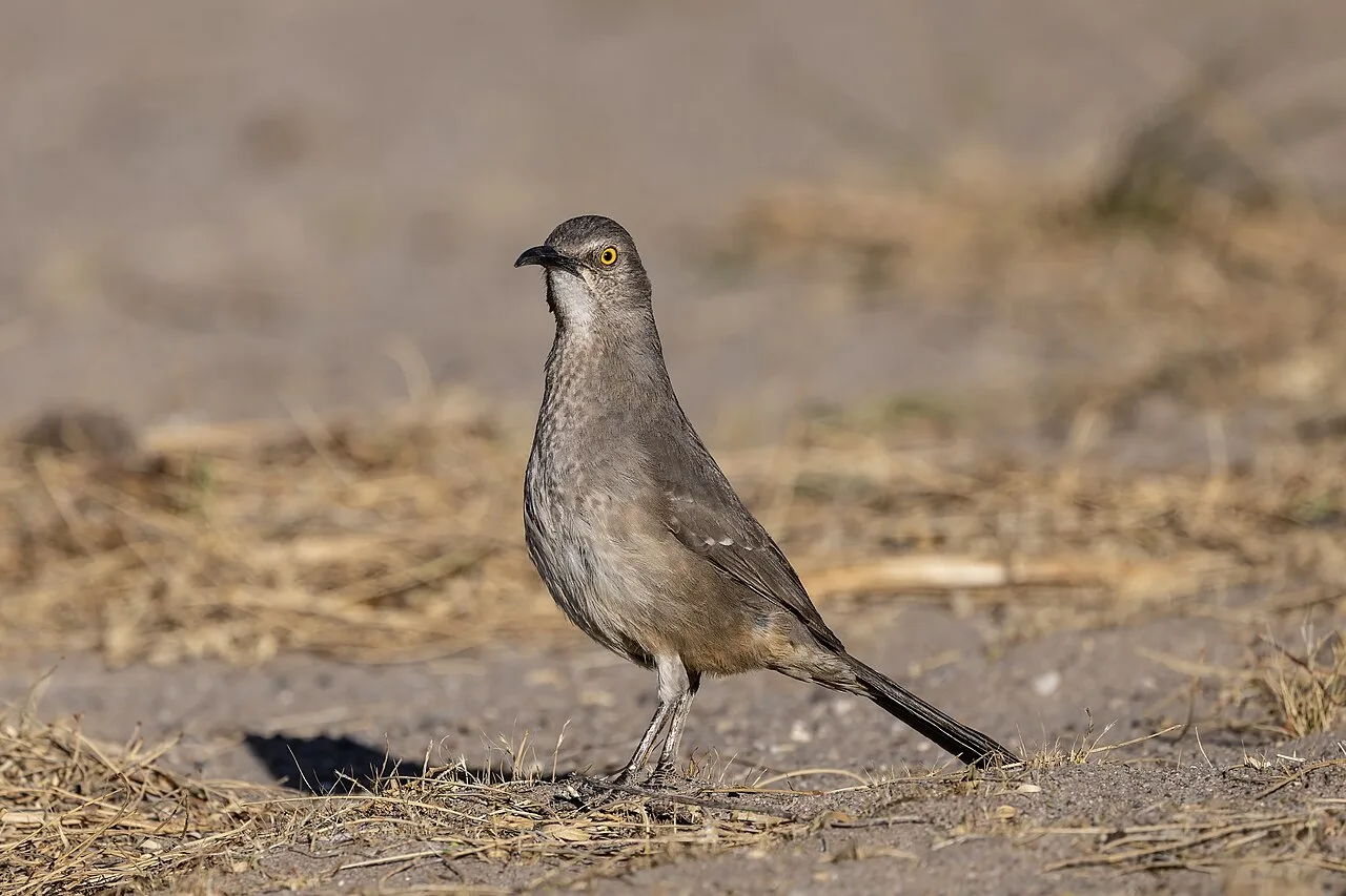 Medium sized brown bird with bright orange eye and curved bill.