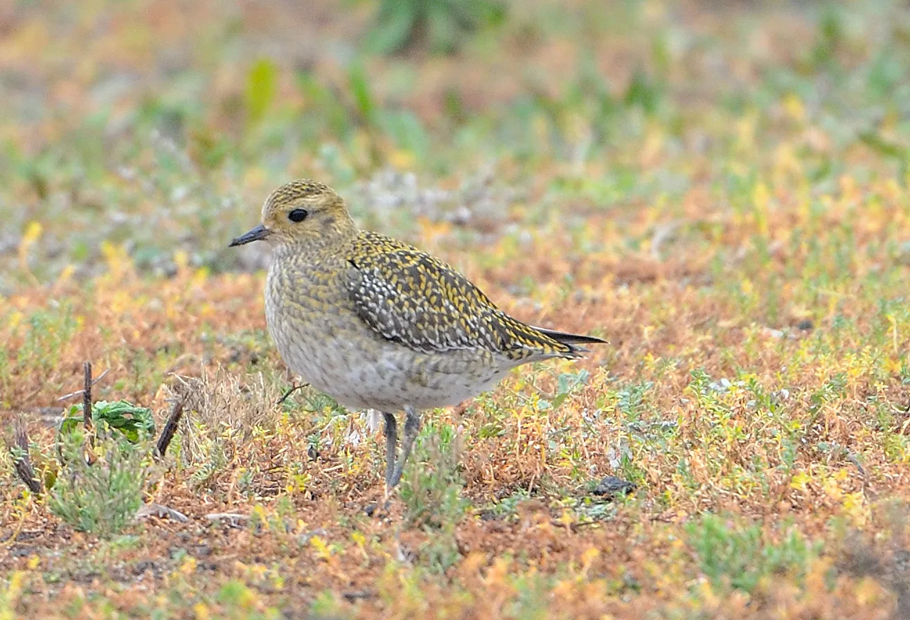 A grey golden stocky bird with golden flecks on the back.