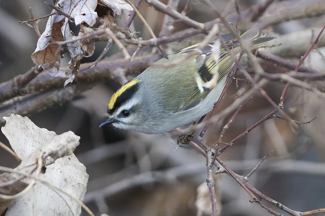 Tiny bush bird with grey plumage and a bright yellow crest.