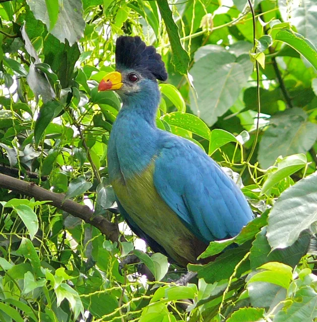 Large blue green bird with yellow bill and black crest.